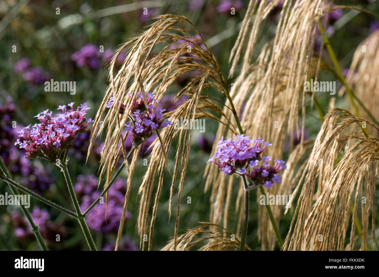 Verbena bonariensis avec Miscanthus nepalensis. Sir Harold Hillier Gardens. UK. Banque D'Images