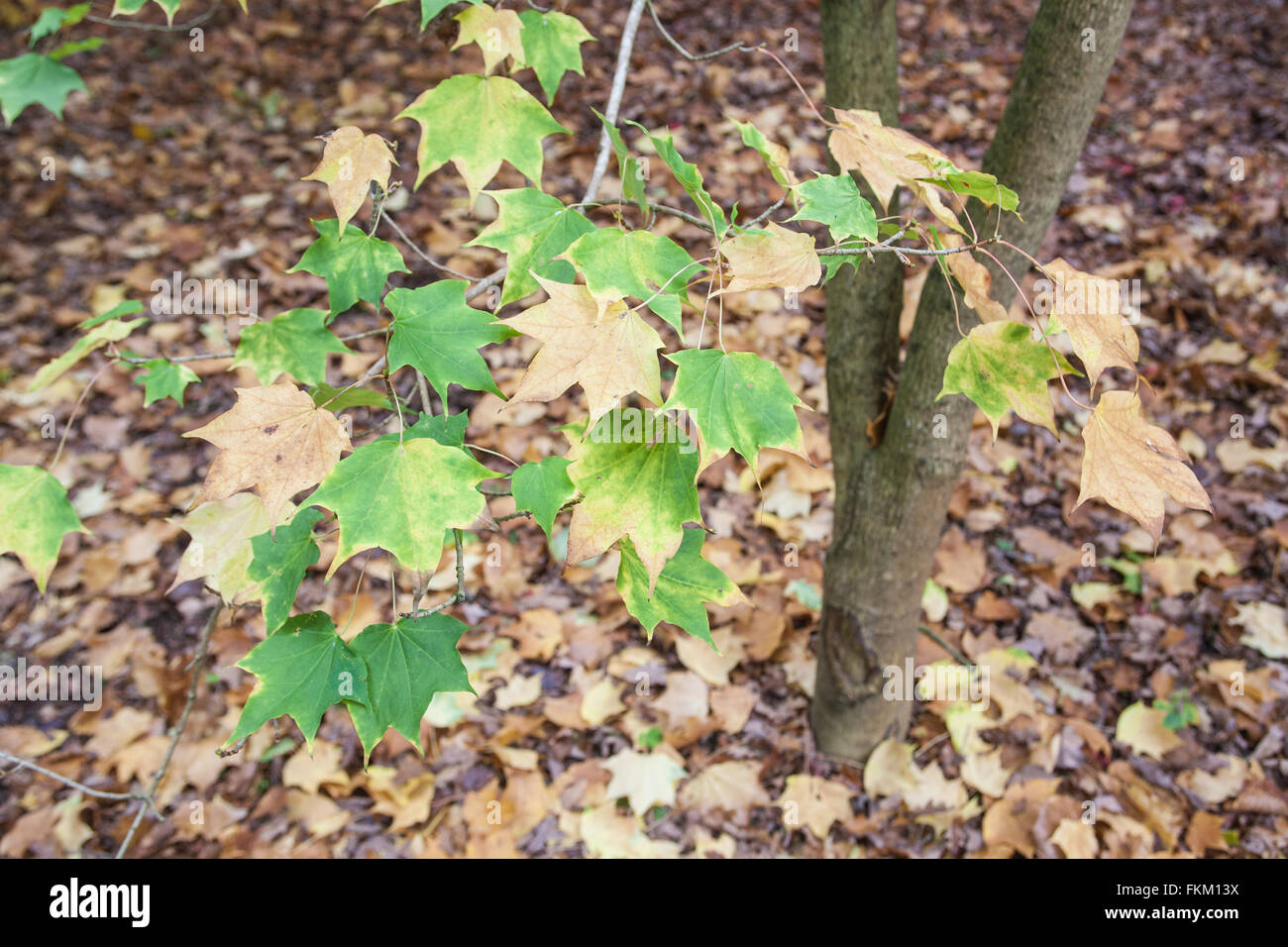 L'automne, les couleurs de l'automne,couleurs,rouge,feuilles,golden, Westonbirt Arboretum,National,près de Tetbury Gloucestershire,Angleterre,,Royaume-Uni. Banque D'Images