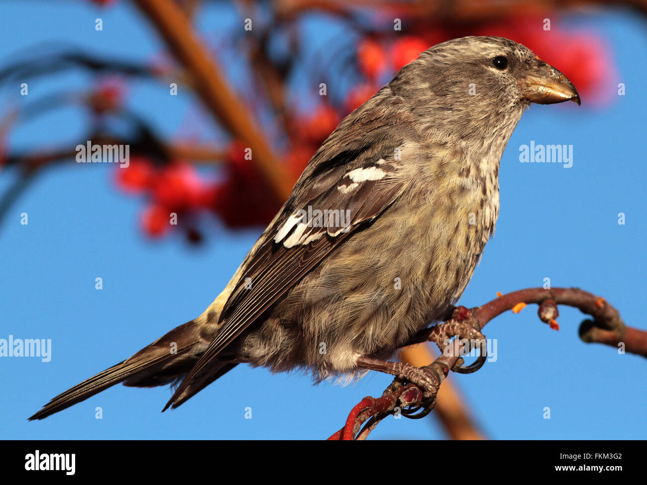 Jeunes crossbill à deux barrés, crossbill à ailes blanches, Loxia leucoptera mangeant des baies rouges Banque D'Images