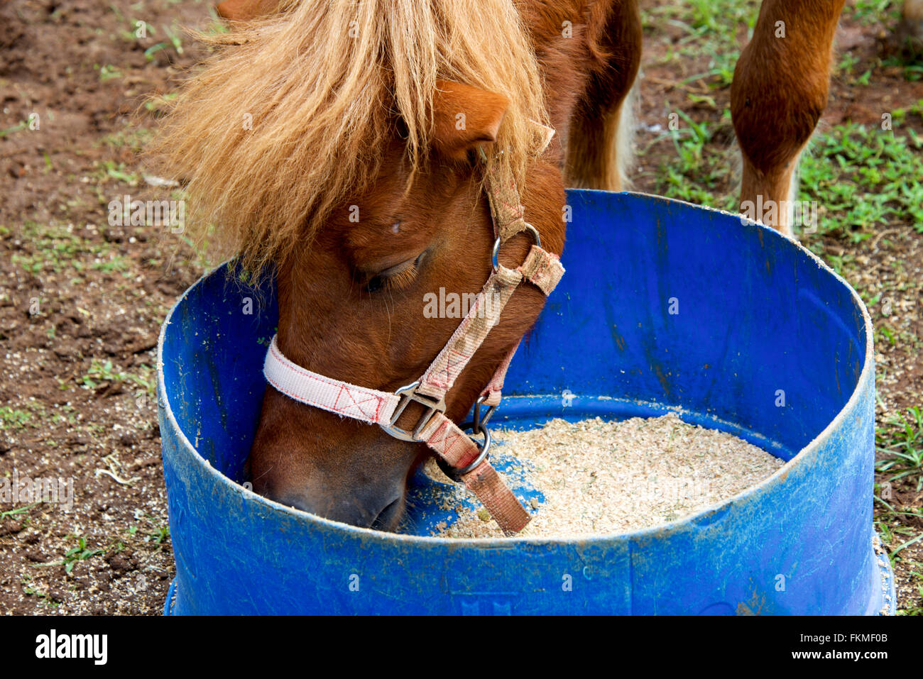 Cheval qui mange dans un seau Banque de photographies et d’images à haute résolution Alamy