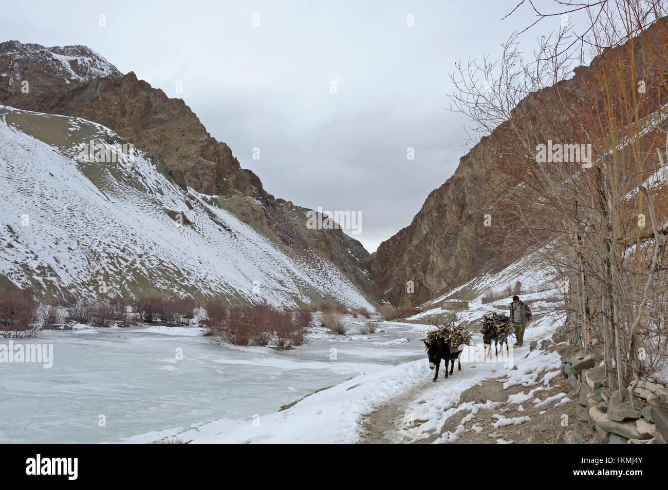 Poneys de montagne, bête de somme, portant la charge et de marcher à travers un ruisseau gelé dans le trans-himalayenne montagnes sans arbres Banque D'Images