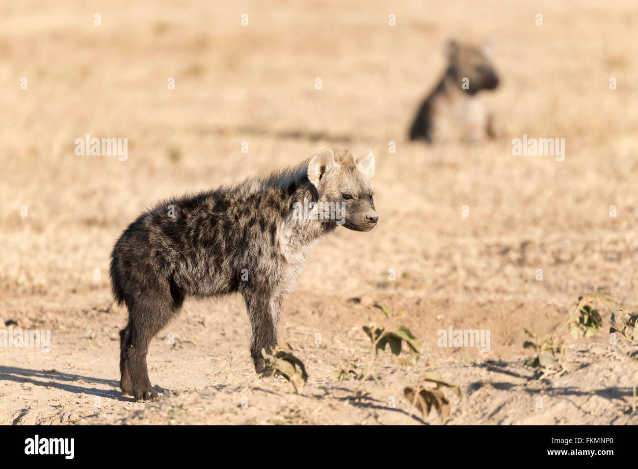 L'Hyène tachetée (Crocuta crocuta), Ol Pejeta Conservancy, chiot, Kenya Banque D'Images