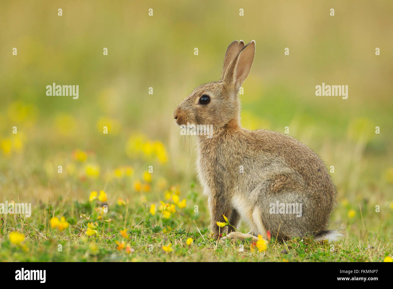 Lapin de garenne ou Lapin commun (Oryctolagus cunniculus), jeune animal avec des fleurs jaunes, Suffolk, Royaume-Uni Banque D'Images