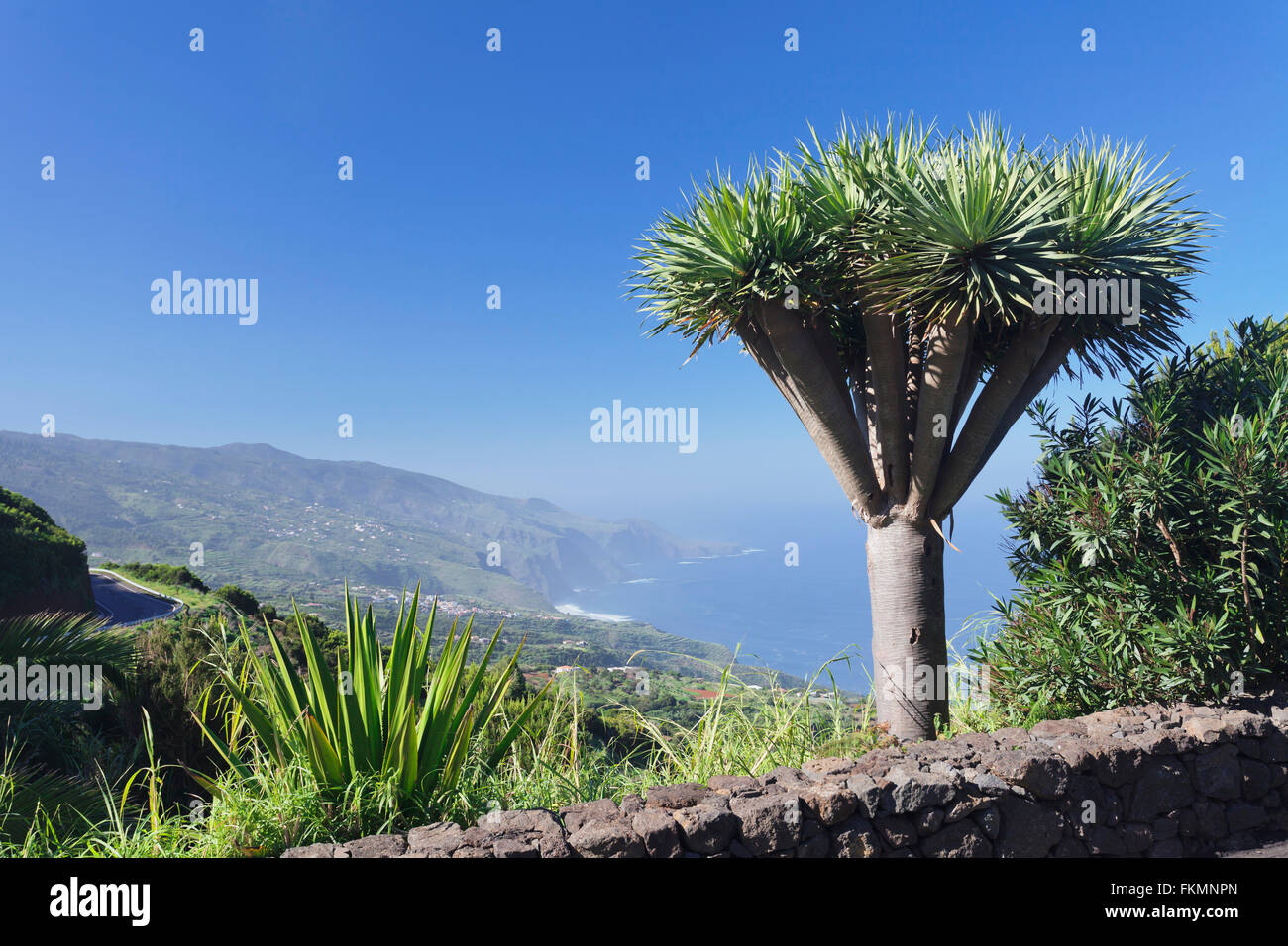 Vue depuis le Mirador de la Tosca, sur la côte nord, Îles Canaries dragonnier (Dracaena draco) dans la région de Barlovento, La Palma Banque D'Images