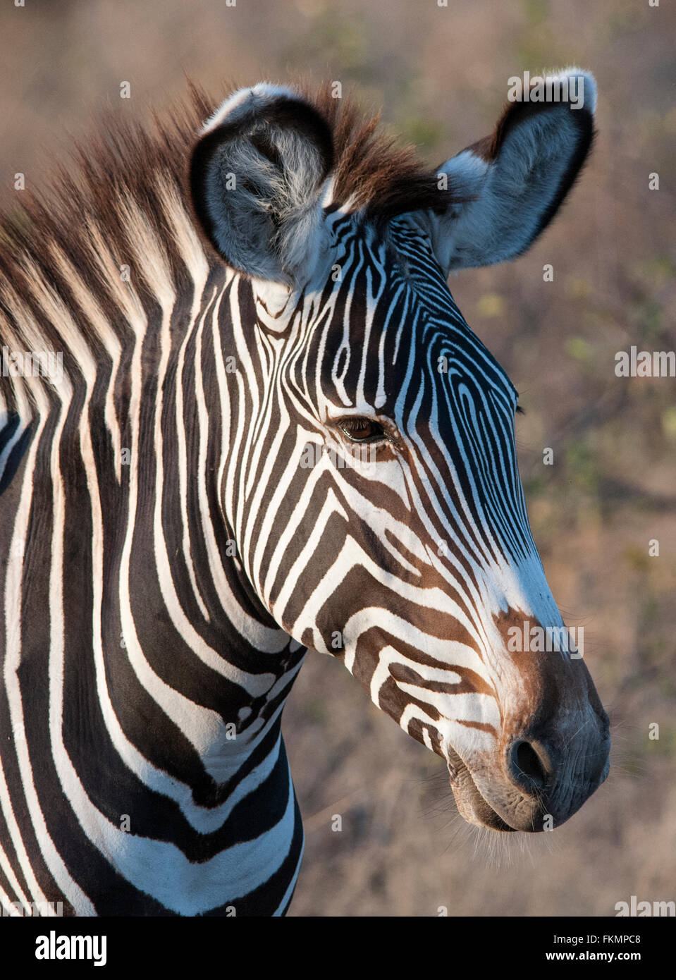Le Zèbre de Grévy (Equus grevyi), Samburu National Reserve, Kenya, Afrique de l'Est Banque D'Images
