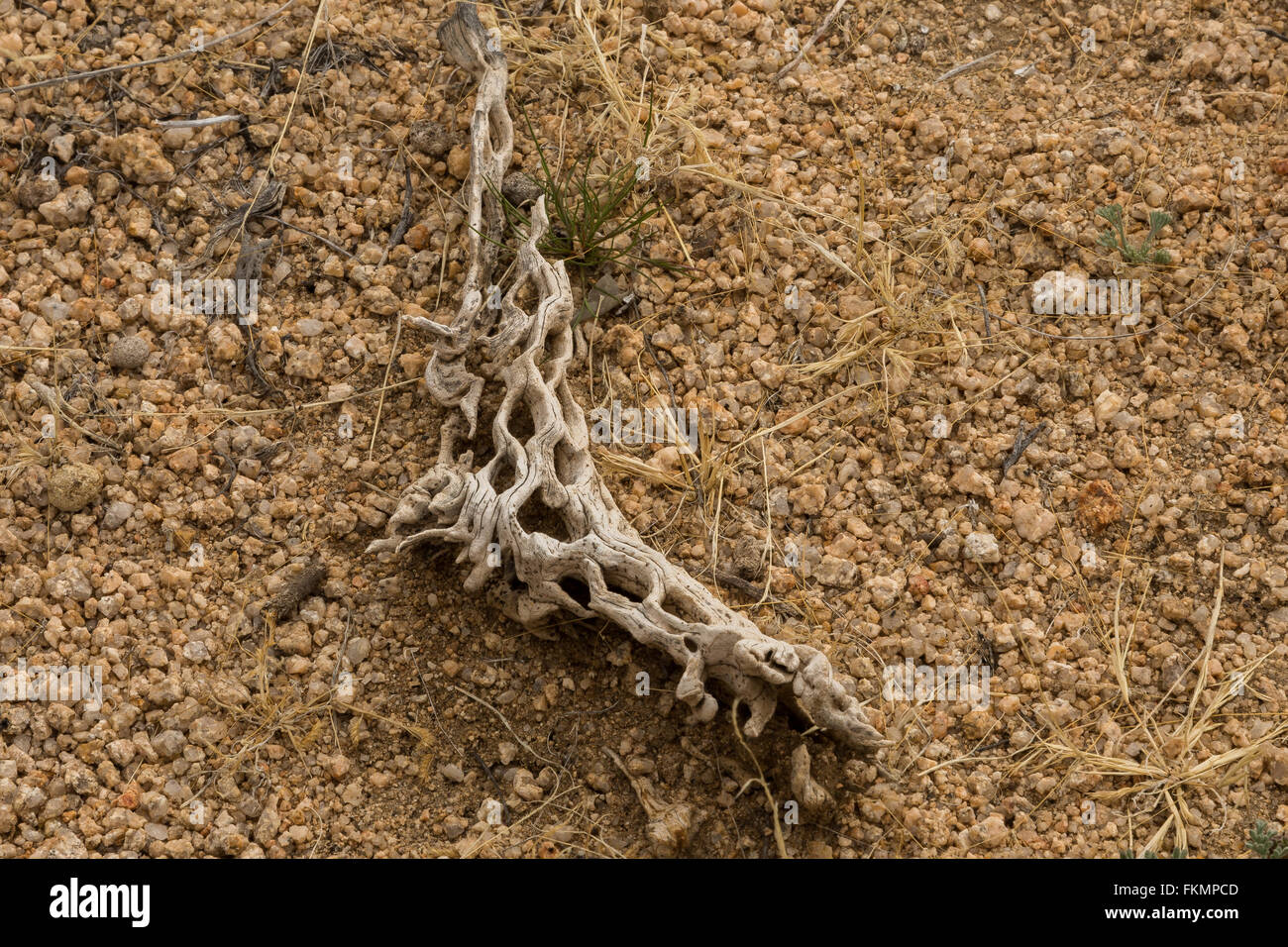 Desert Runner Banque D'Images