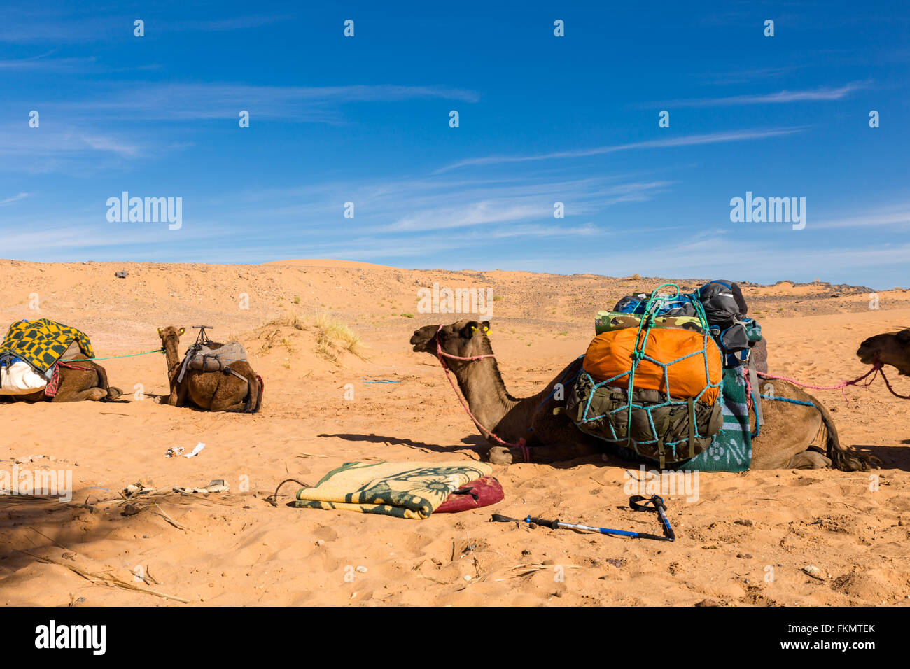 Les chameaux avec une charge dans le désert du Sahara Banque D'Images