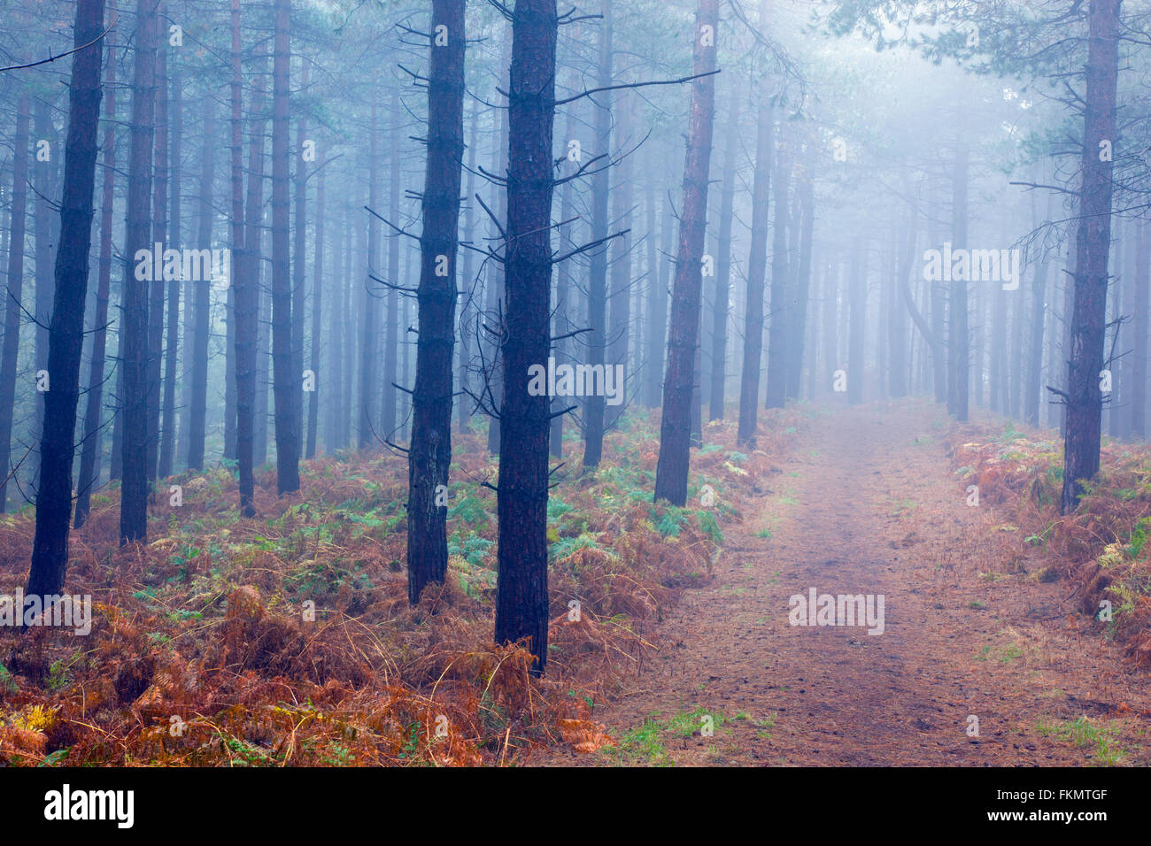 Bois de conifères dans le brouillard d'hiver Norfolk Weybourne Banque D'Images