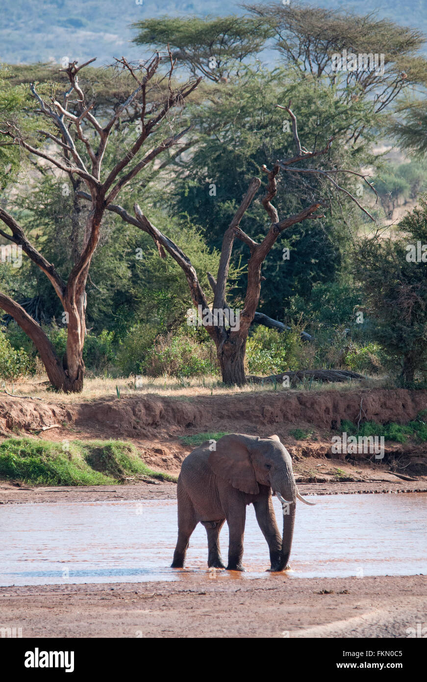 L'éléphant africain (Loxodonta africana) traversant l'Ewaso Nyiro, Réserve nationale de Samburu, Kenya, Afrique de l'Est Banque D'Images