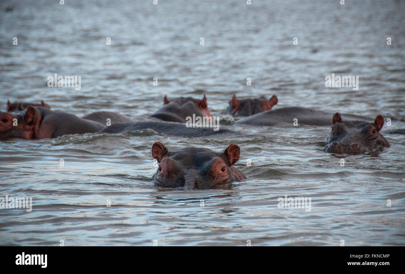 Troupeau d'Hippopotame (Hippopotamus amphibius) dans le lac Naivasha, Great Rift Valley, Kenya, Afrique de l'Est Banque D'Images