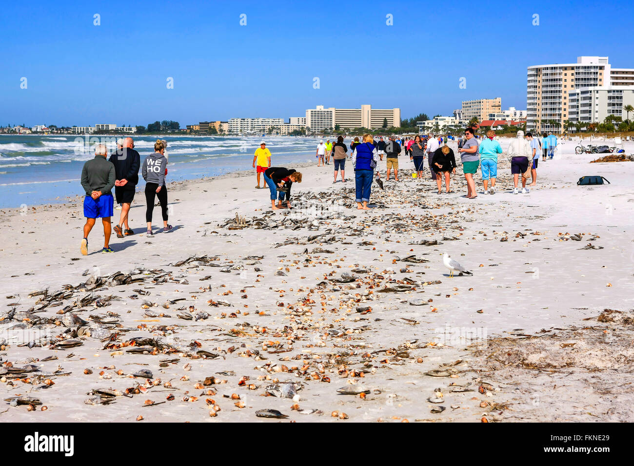 Vue sur Siesta Key Beach à Sarasota en Floride après une marée haute et des milliers de coquillages sur la plage laïcs Banque D'Images
