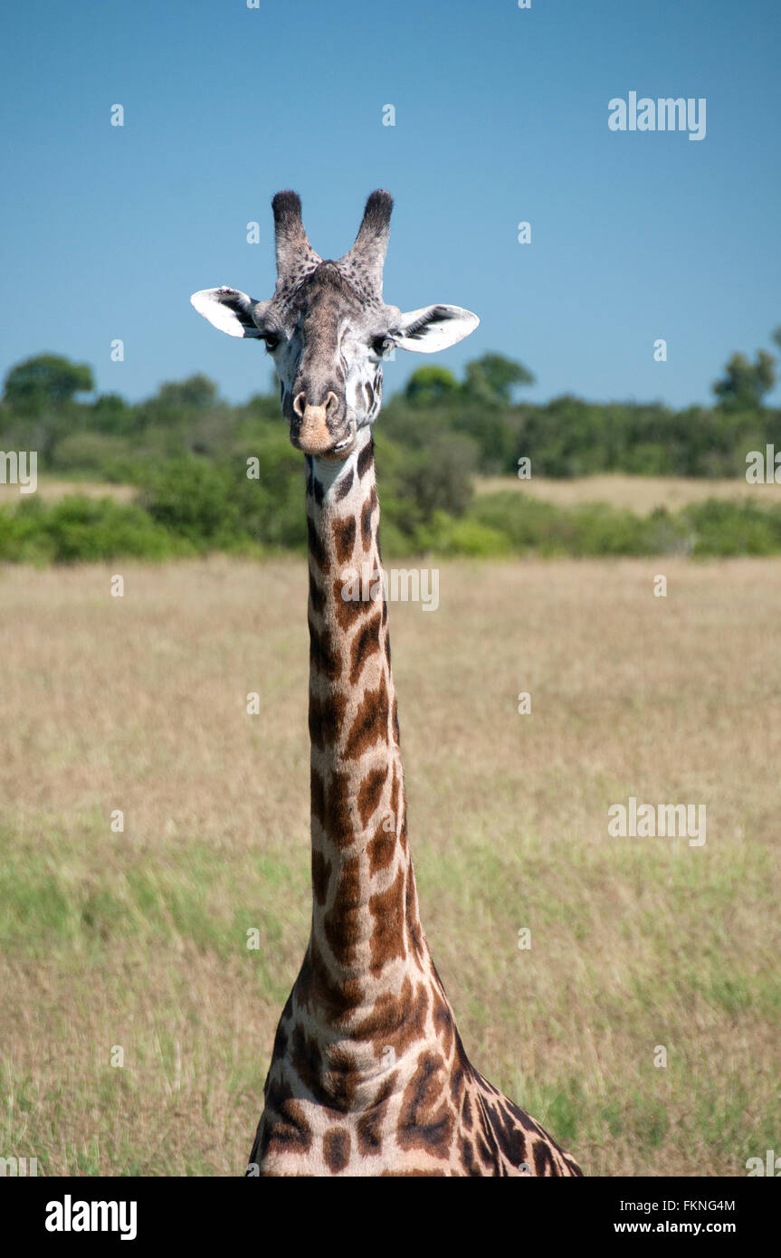 Les Masais Girafe (Giraffa camelopardalis), Masai Mara National Reserve, Kenya, Afrique de l'Est Banque D'Images