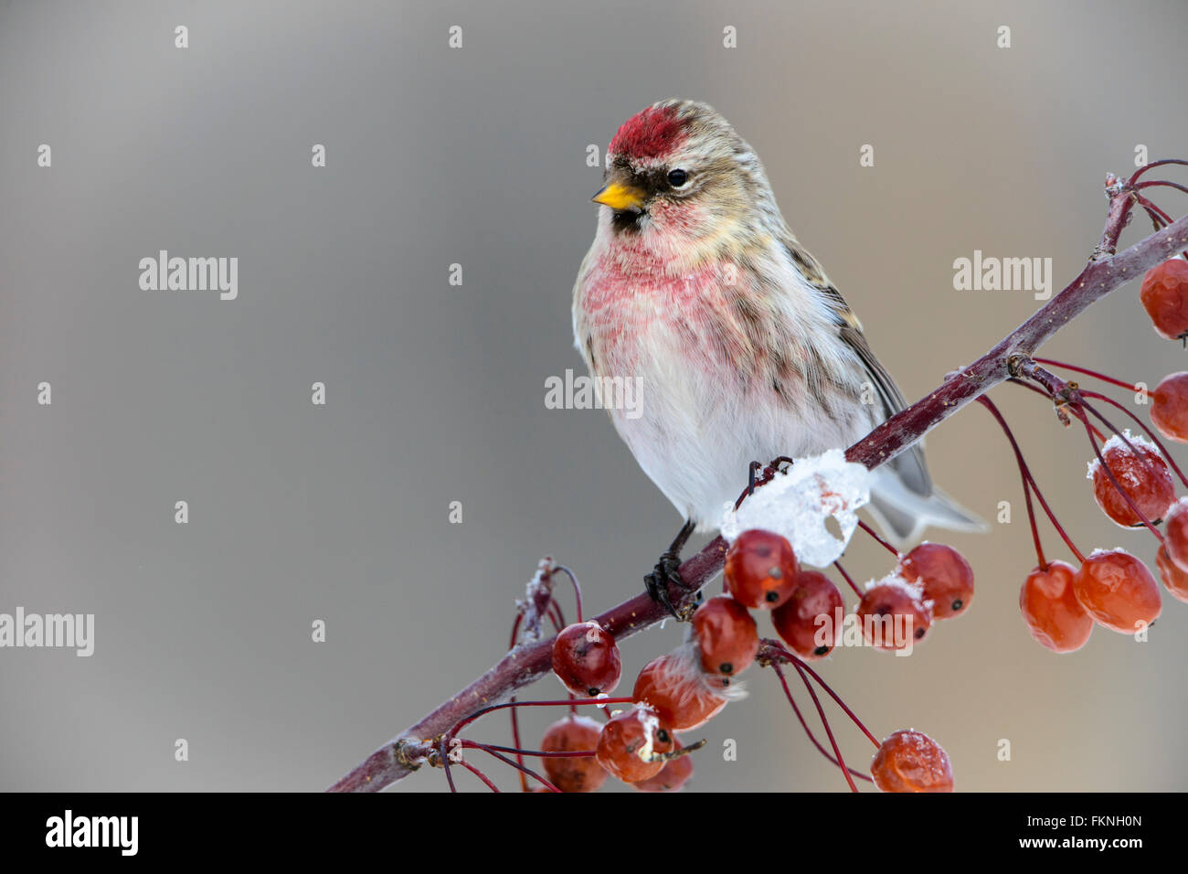 Sizerin flammé (Carduelis flammea), Montana Banque D'Images
