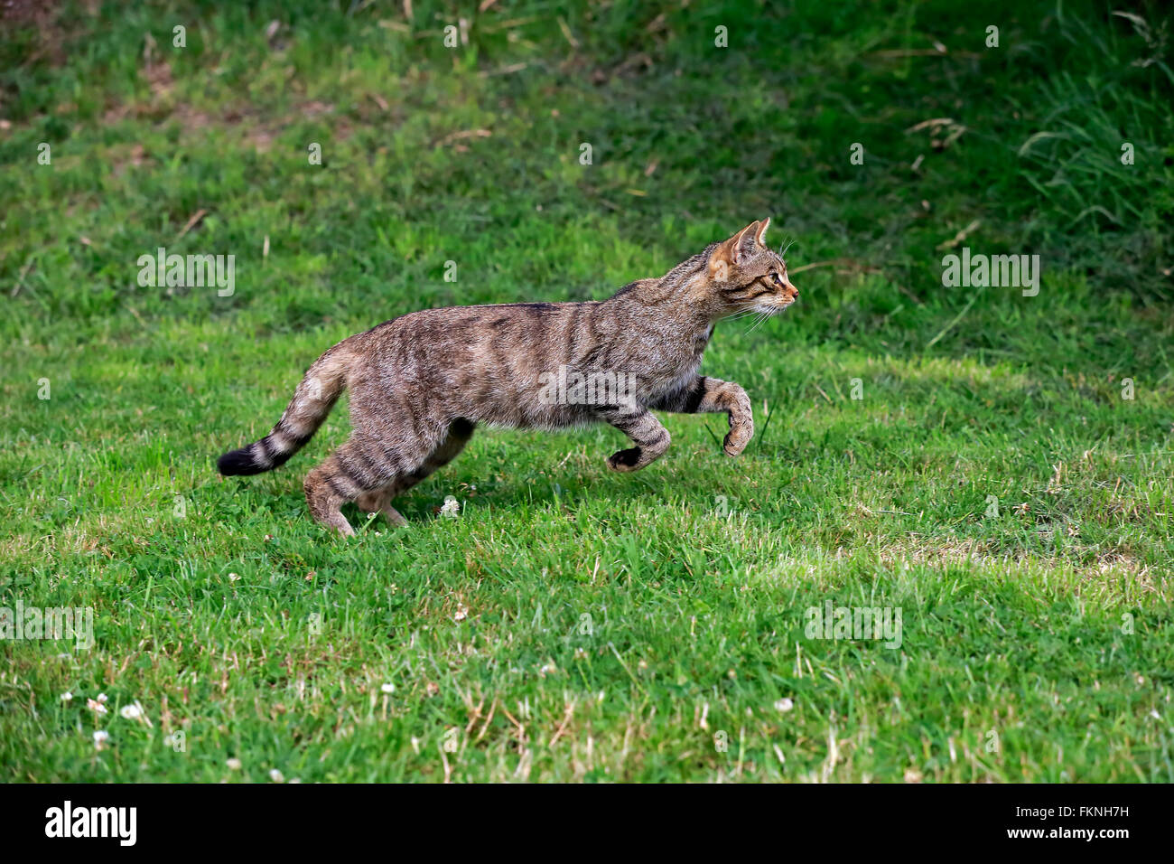 Scottish Wildcat, Surrey, Angleterre, Europe / (Felis silvestris silvestris) Banque D'Images