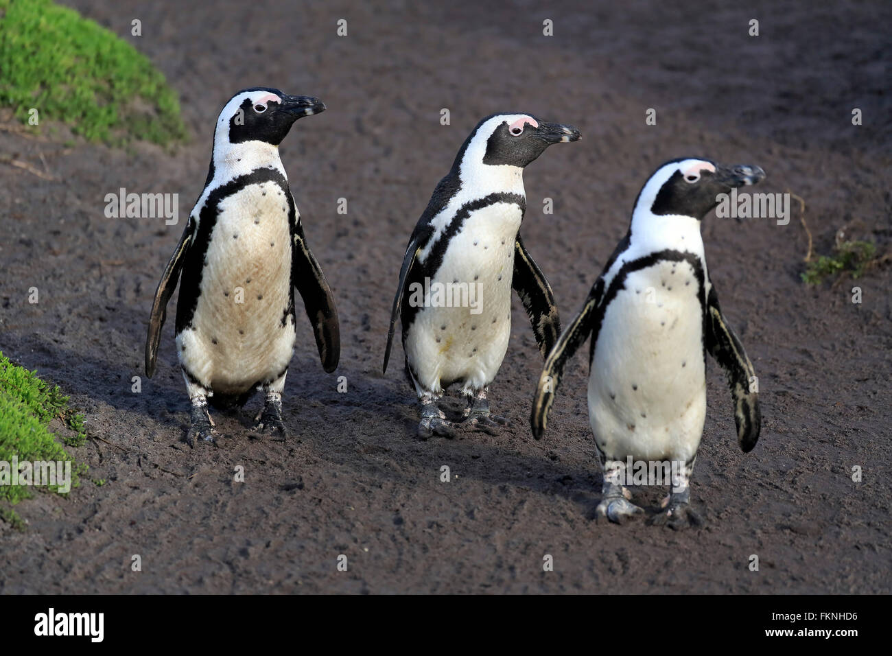 Jackass Penguin, Stony Point, Betty's Bay, Western Cape, Afrique du Sud, Afrique / (Spheniscus demersus) Banque D'Images