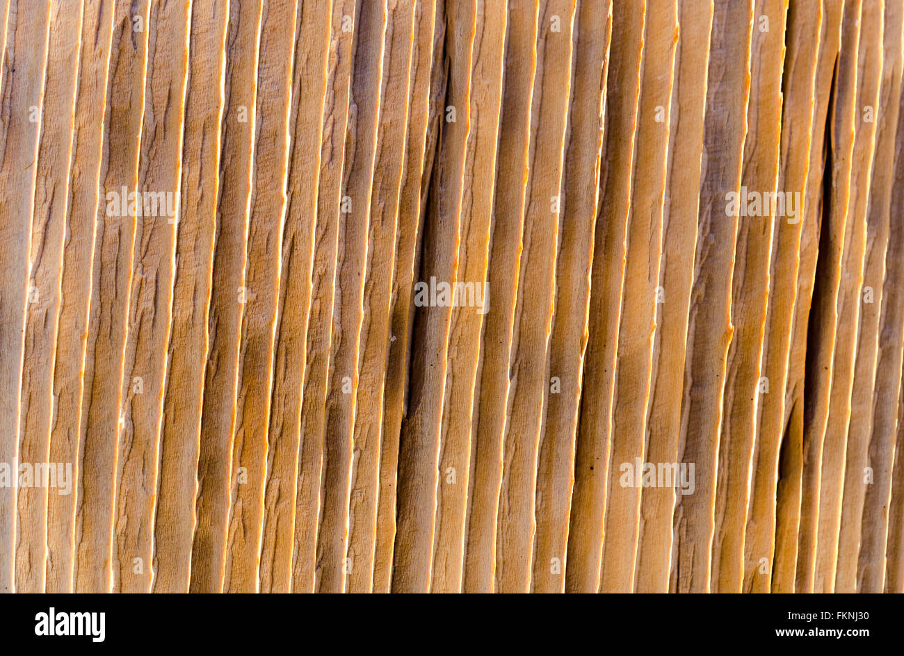 Un plan macro de clôture en bois plank montrant patter verticale de gros grain du bois. Banque D'Images