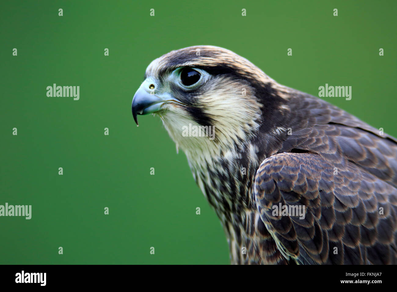 Lanner Falcon, Afrique / (Falco biarmicus) Banque D'Images