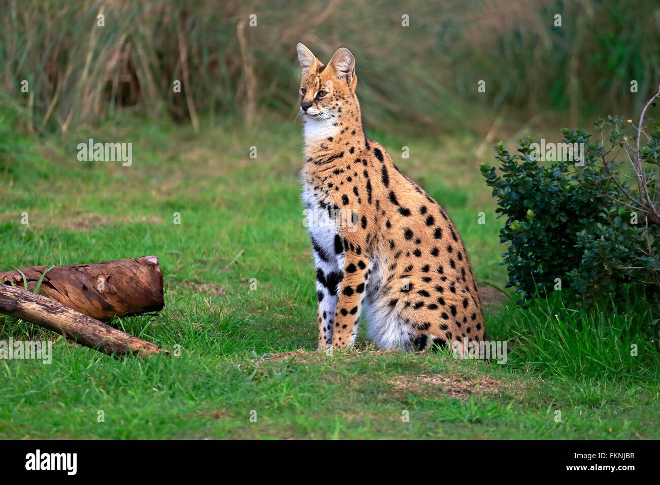 Serval, Western Cape, Afrique du Sud, Afrique / (Felis serval) Banque D'Images