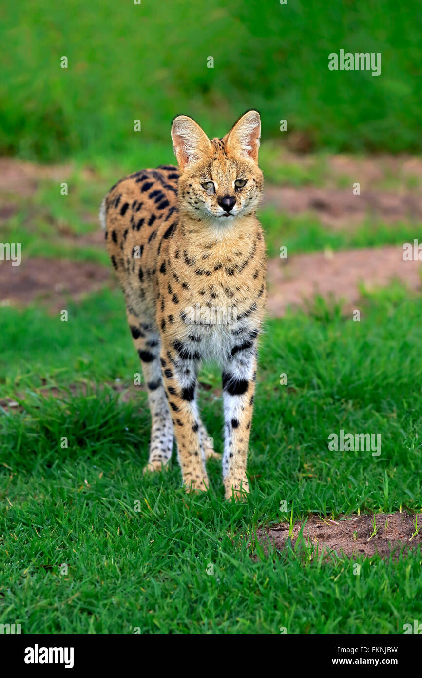 Serval, Western Cape, Afrique du Sud, Afrique / (Felis serval) Banque D'Images