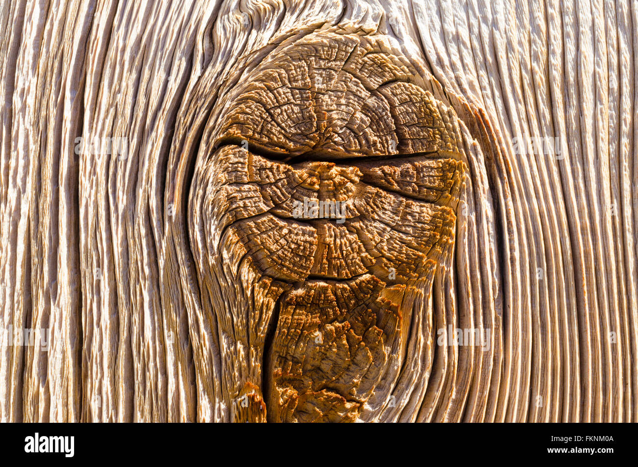 De clôture en bois plank avec noeud, Close up show du grain grossier le bois brut. Banque D'Images