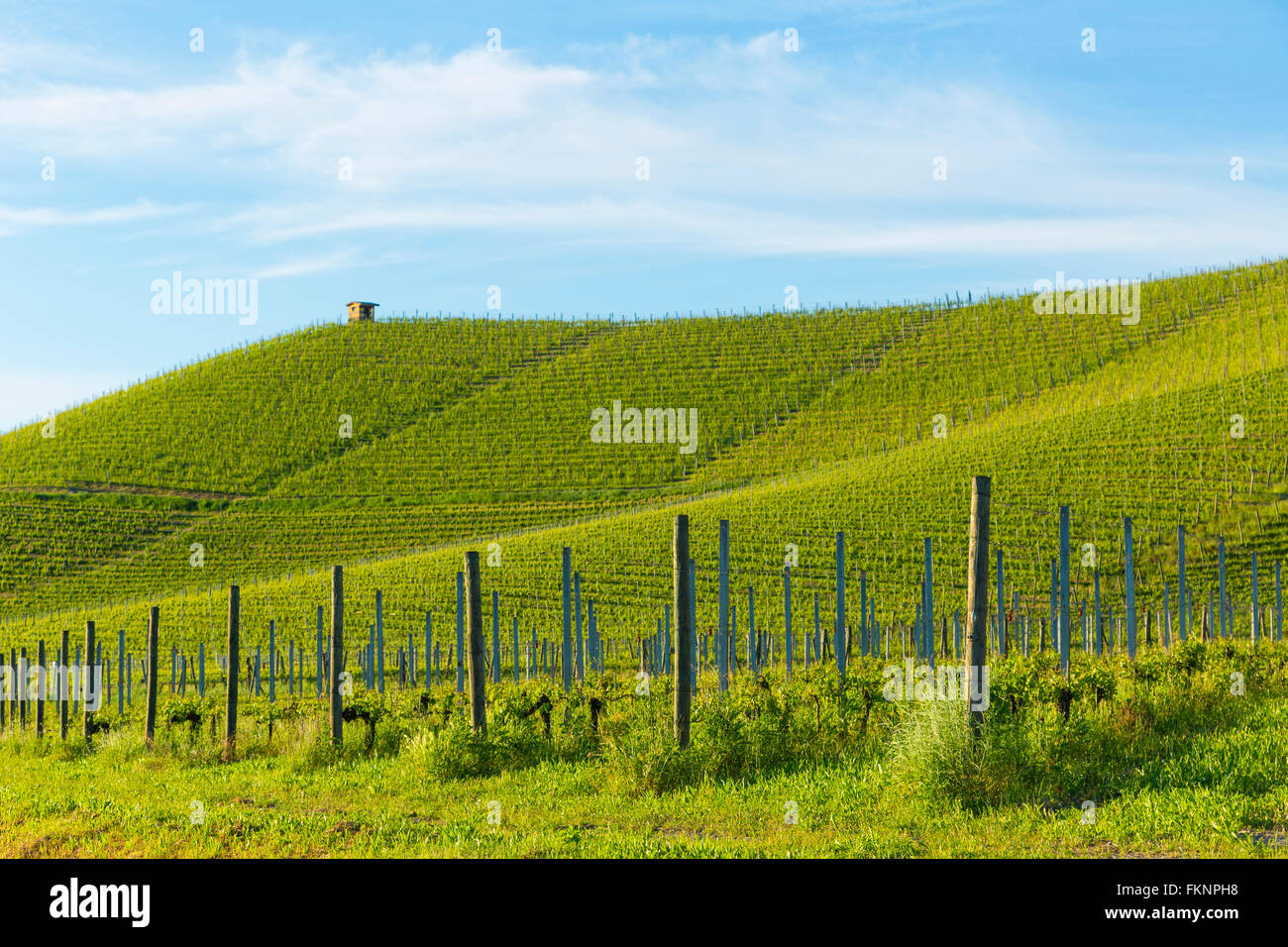 Serralunga d'Alba, Langhe château vignoble, Piémont, Italie Banque D'Images