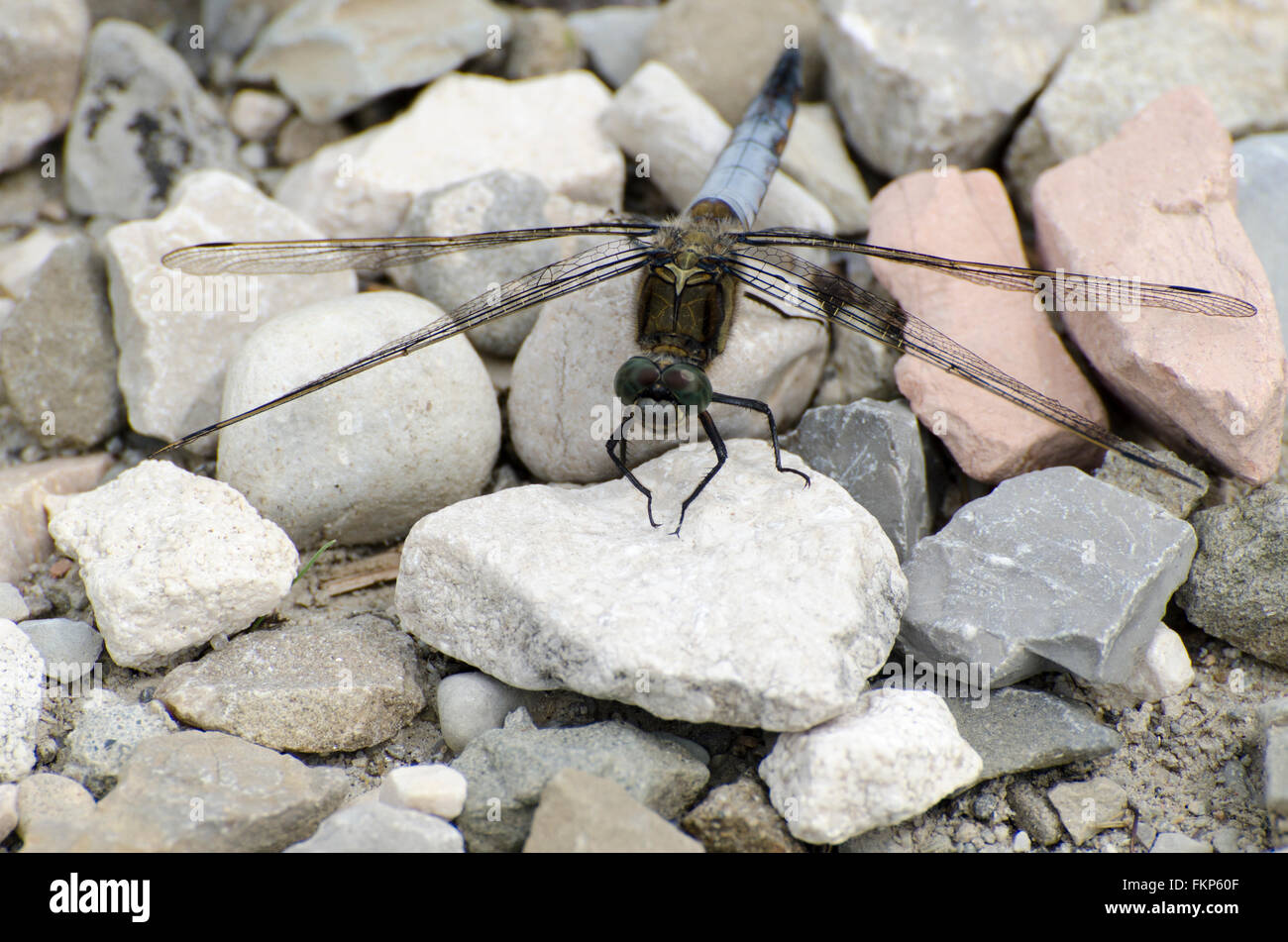 Bleu libellule (Libellula depressa) sur les rochers Banque D'Images