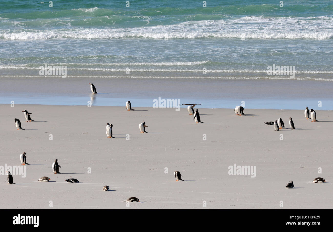 Long-tailed manchots papous (Pygoscelis papua) et pingouins Megellanic (Spheniscus magellanicus) sur la plage Banque D'Images