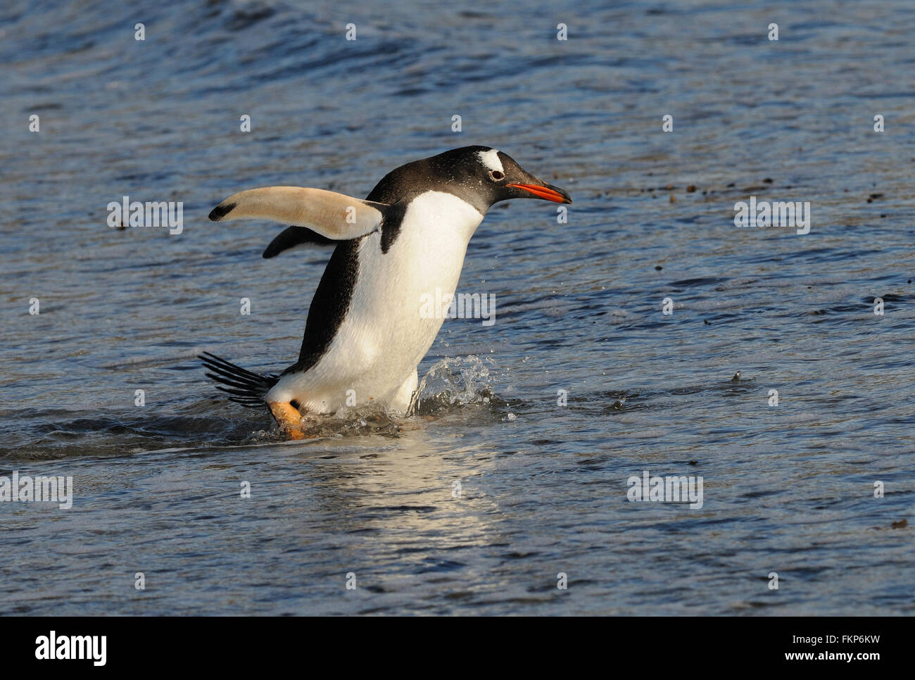 Gentoo pingouin à longue queue (Pygoscelis papua) entrer dans la mer près de leur colonie de nidification sur l'Île Saunders. Îles Falkland Banque D'Images