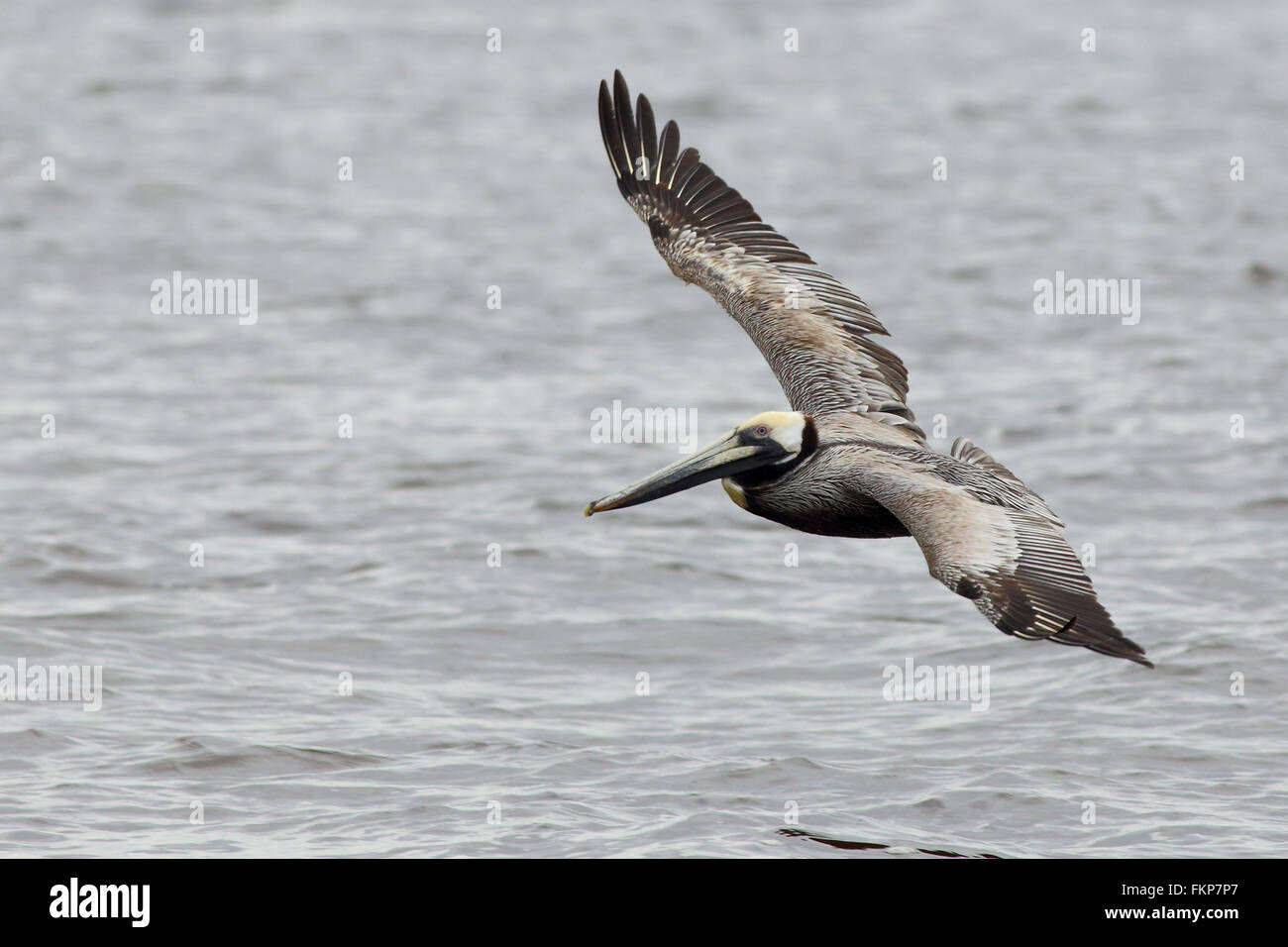 Pelican planeur au-dessus de l'eau Banque D'Images