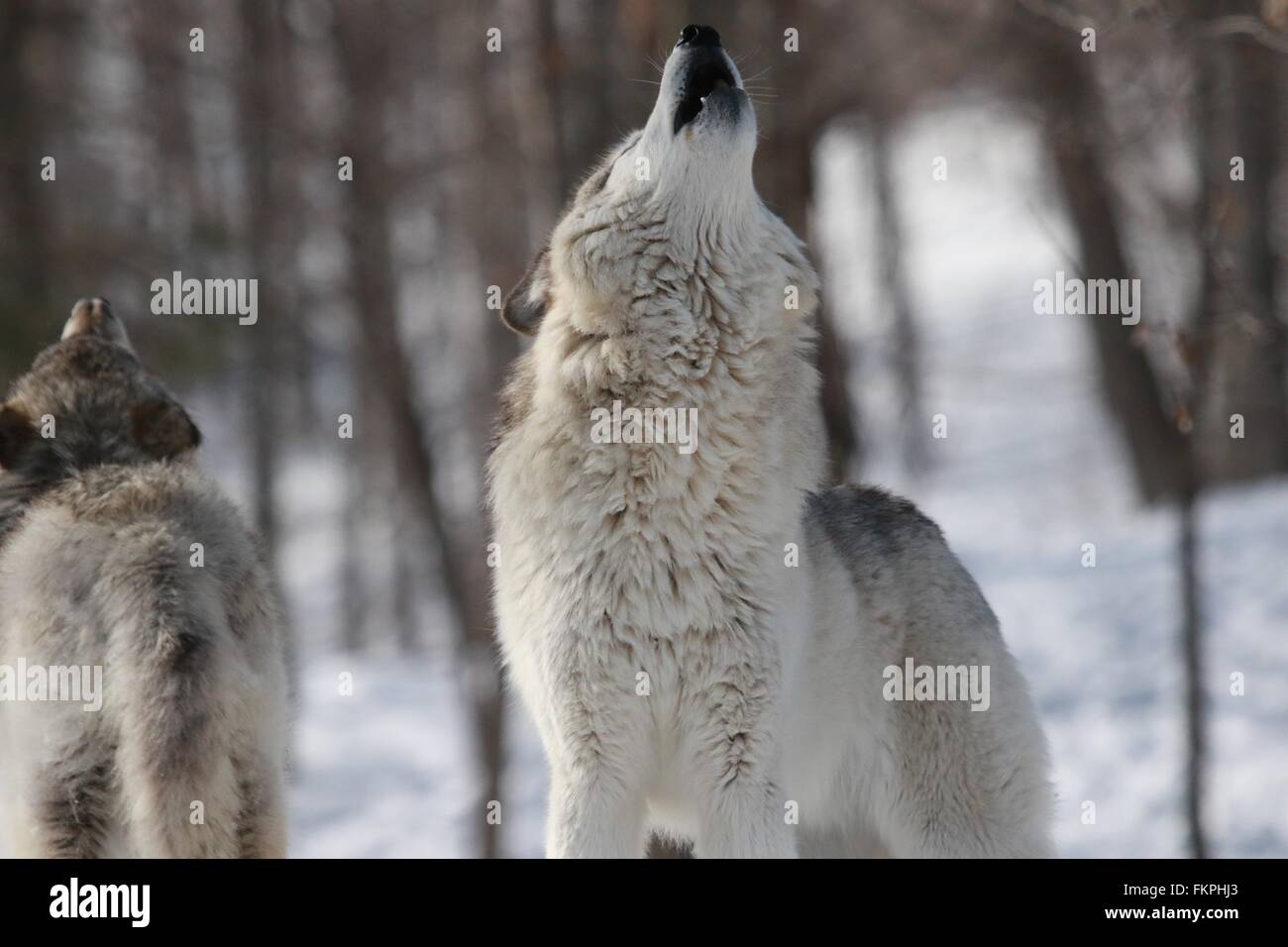 Les loups hurler Banque D'Images