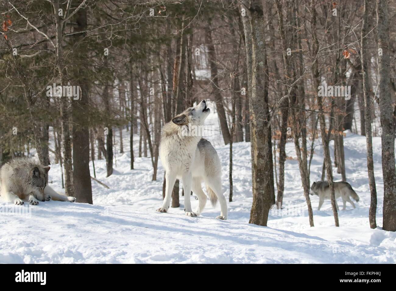 Les loups hurler Banque D'Images