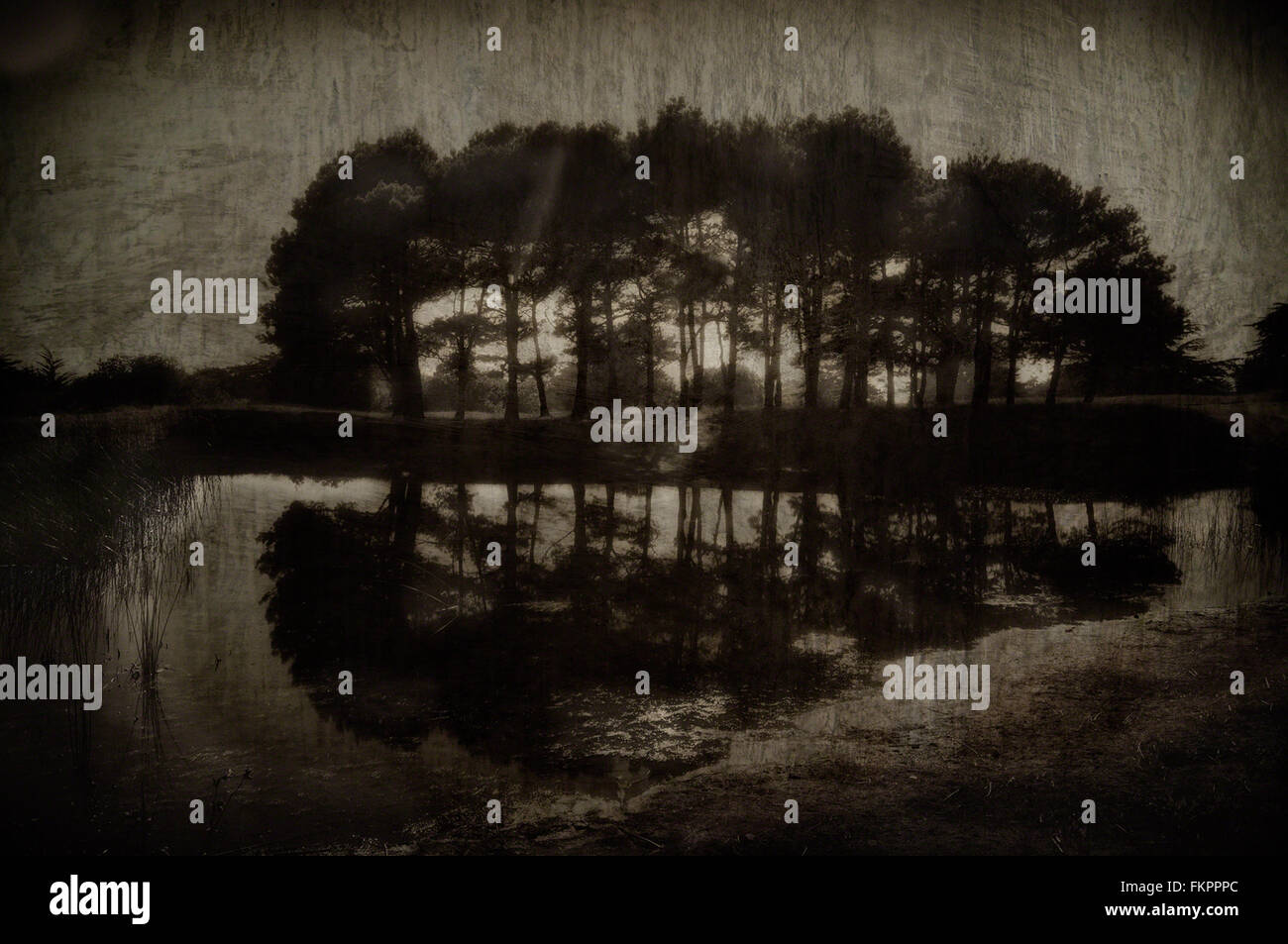 Bosquet d'arbres à côté d'un étang. overlay texture ajoutée et dans des teintes sépia pour rendre l'image look vintage. Banque D'Images