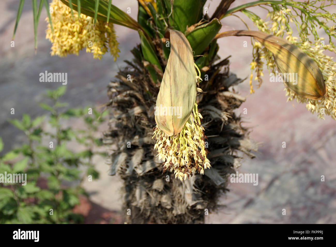 Phoenix roebelenii, Pygmy date palm, petites à moyennes avec des arbres à croissance lente des feuilles composées pennées et petites fleurs Banque D'Images