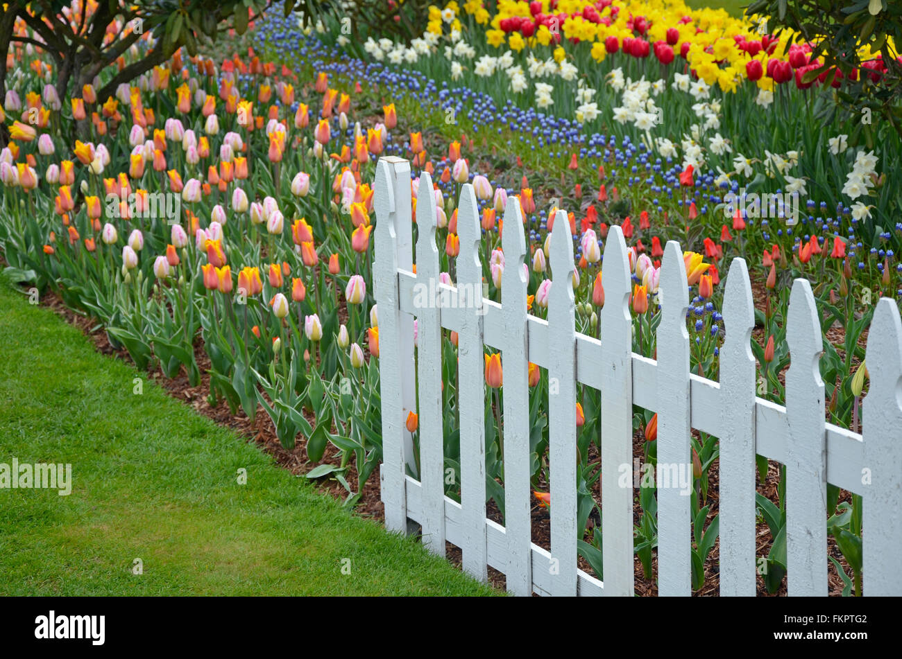 Jardin de printemps coloré et clôture blanche Banque D'Images