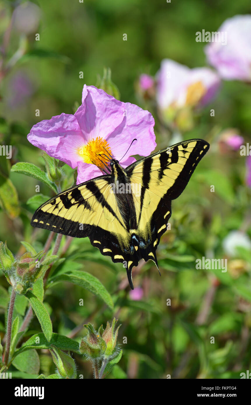 Beau noir et jaune swallowtale la collecte de nectar de fleur papillon Banque D'Images