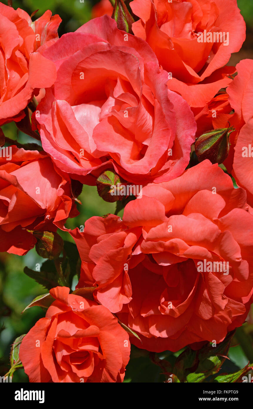 Belle couleur corail roses en pleine floraison Banque D'Images