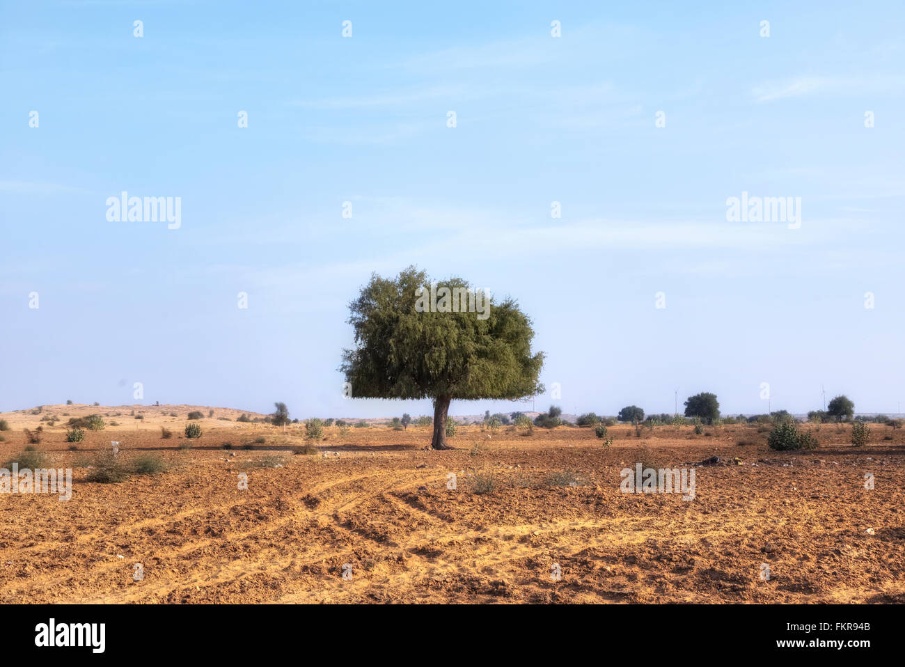 Acacia dans le désert de Thar, Rajasthan, Inde Banque D'Images