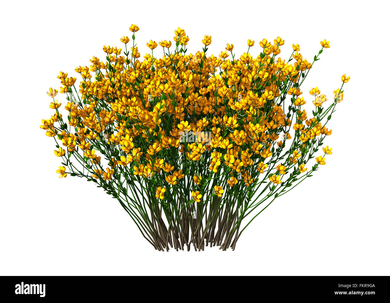 Genista hispanica fleurs isolé sur fond blanc Banque D'Images