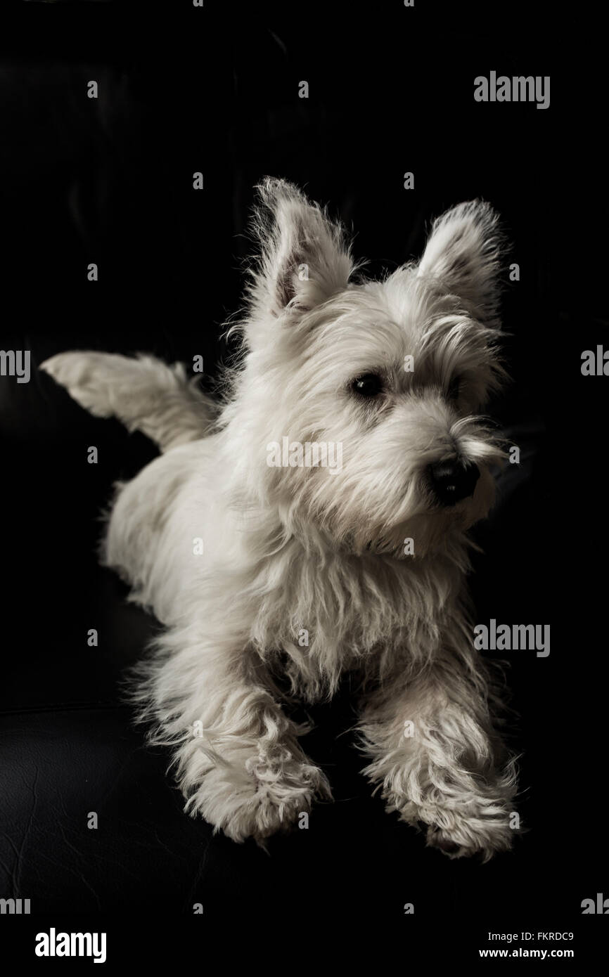 Cinq mois West Highland White Terrier chiot Banque D'Images