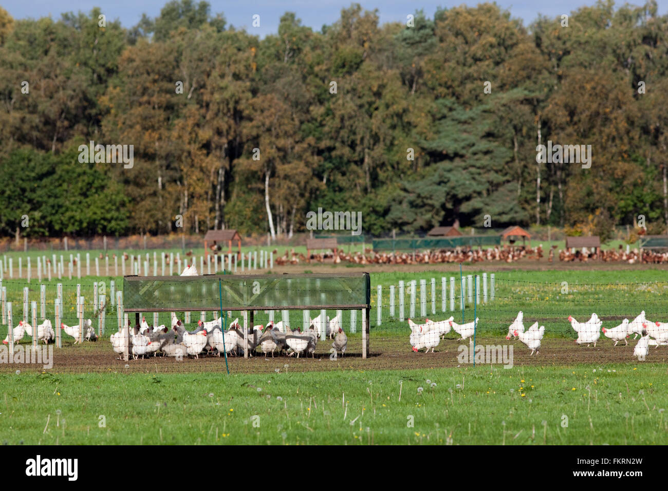 Portant, les oiseaux domestiques. Grange en plein air. Allant de l'extérieur, contenues dans une clôture filet électrifié. Banque D'Images