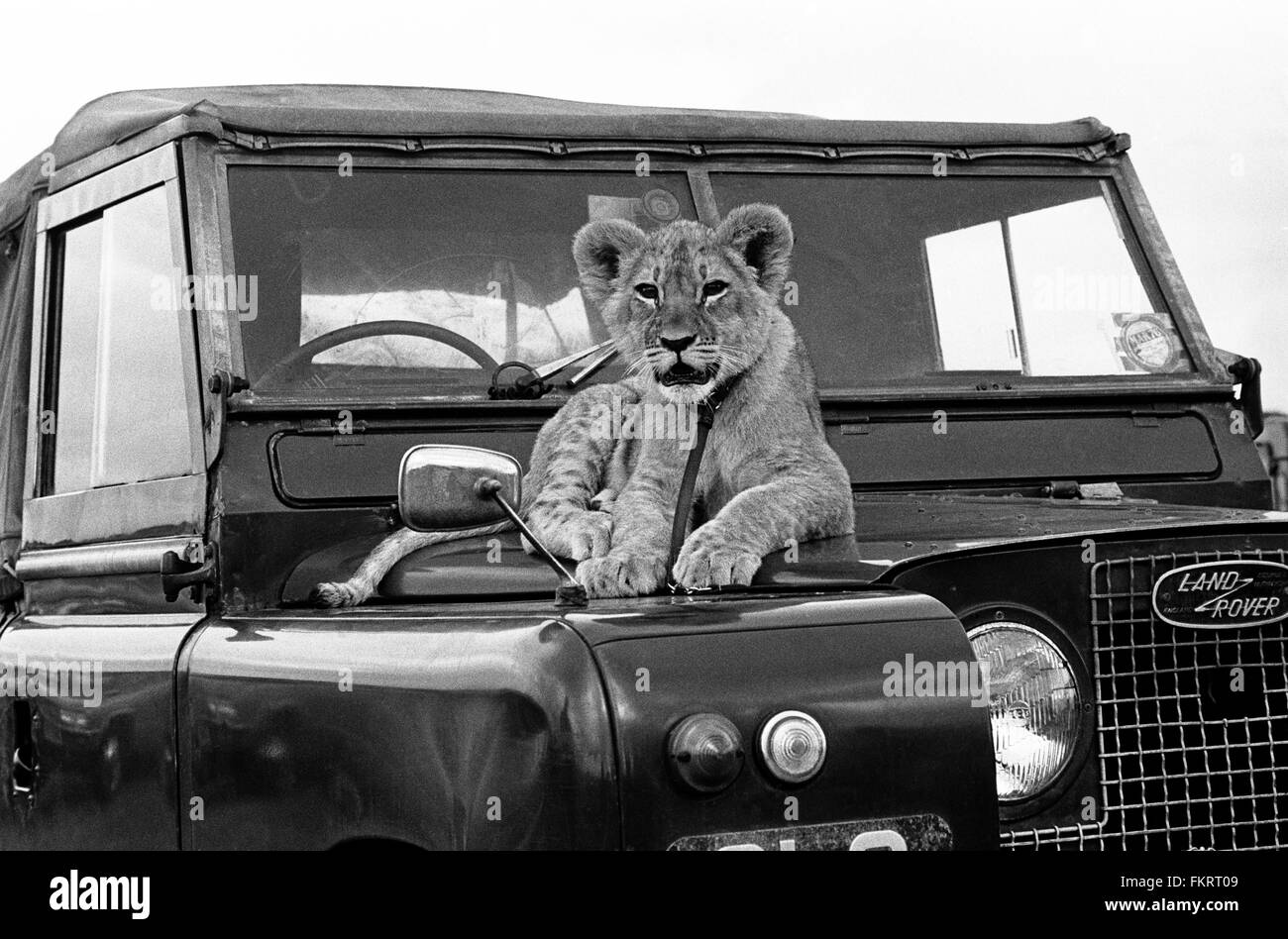 Lion cub sur Land Rover Banque D'Images