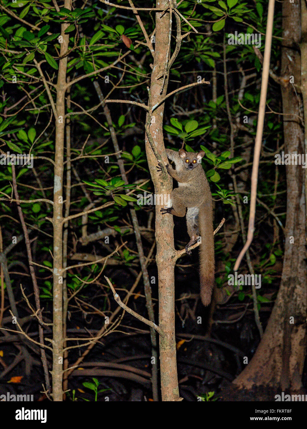 Galago (savane) est un petit primate nocturne. La réserve de la forêt de Jozani, Zanzibar, Tanzanie. Banque D'Images