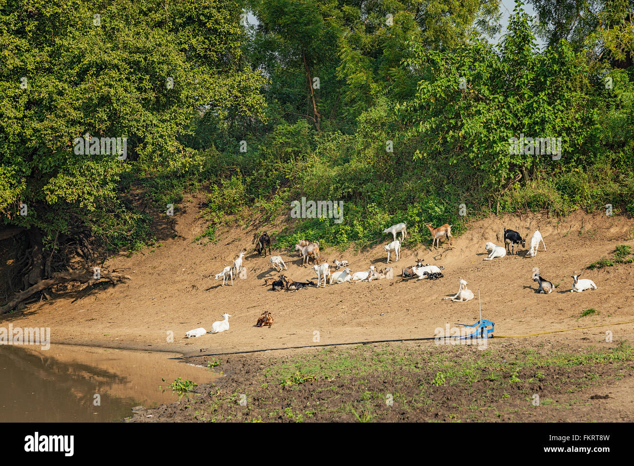 Les chèvres à rivière près de Pibor, au Soudan du Sud. Banque D'Images