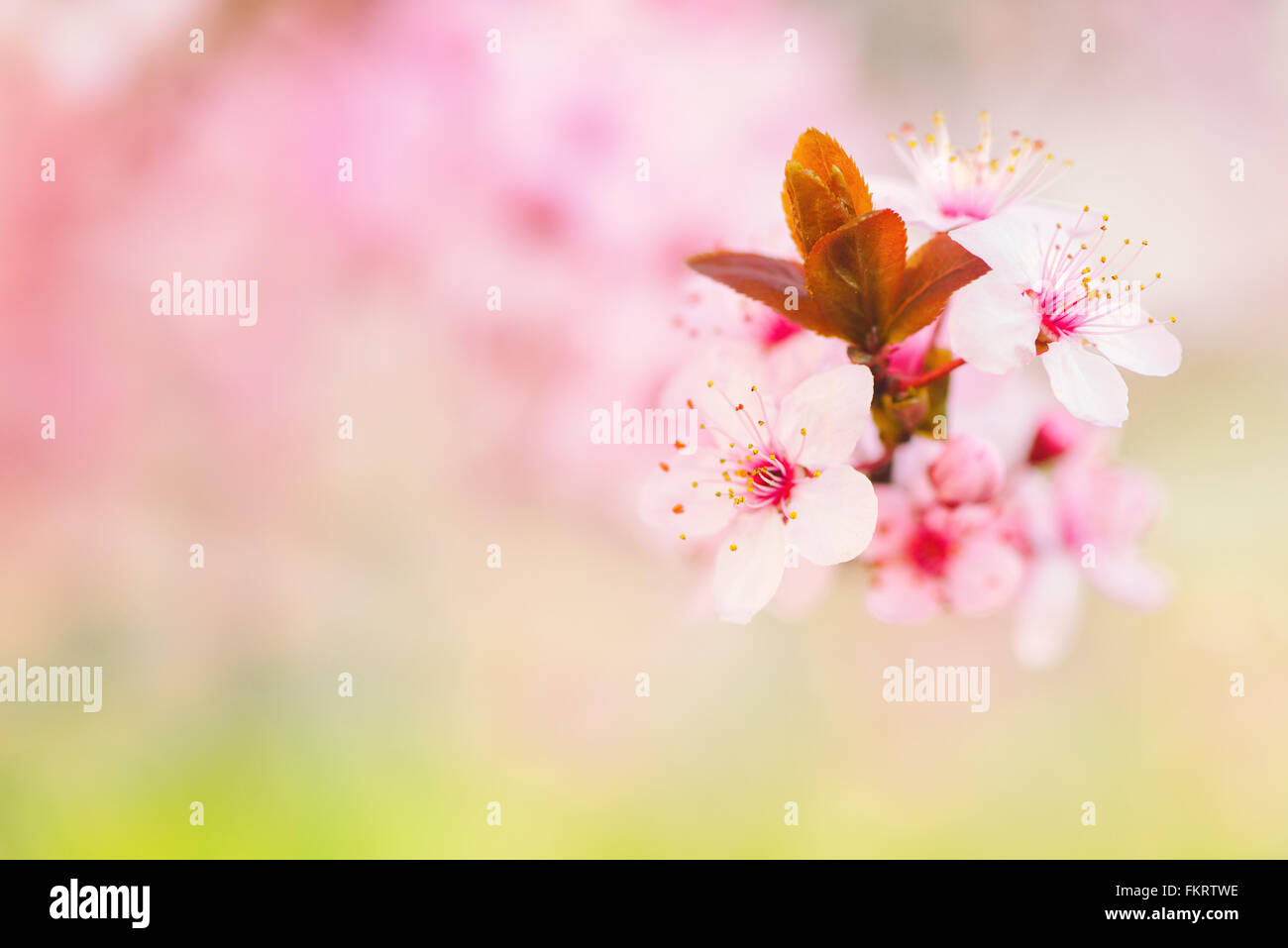 Belle fleur rose fleur arbre au printemps, selective focus, faible profondeur de champ avec flou copy space Banque D'Images