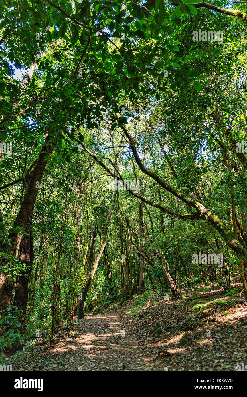 Parc National de Garajonay est couvert par de denses forêts de laurier. La Gomera, Îles Canaries, Espagne. Banque D'Images