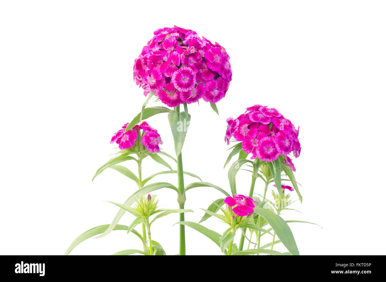 Dianthus flower isolated on white background Banque D'Images