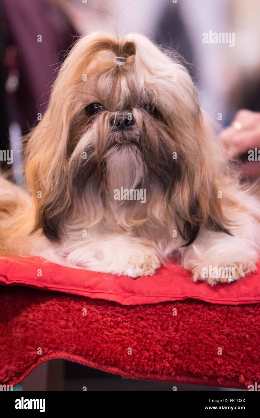 Birmingham, UK. 10 mars, 2016. Un Lhasa Apso à Crufts 2016. Crédit : Jon Freeman/Alamy Live News Banque D'Images