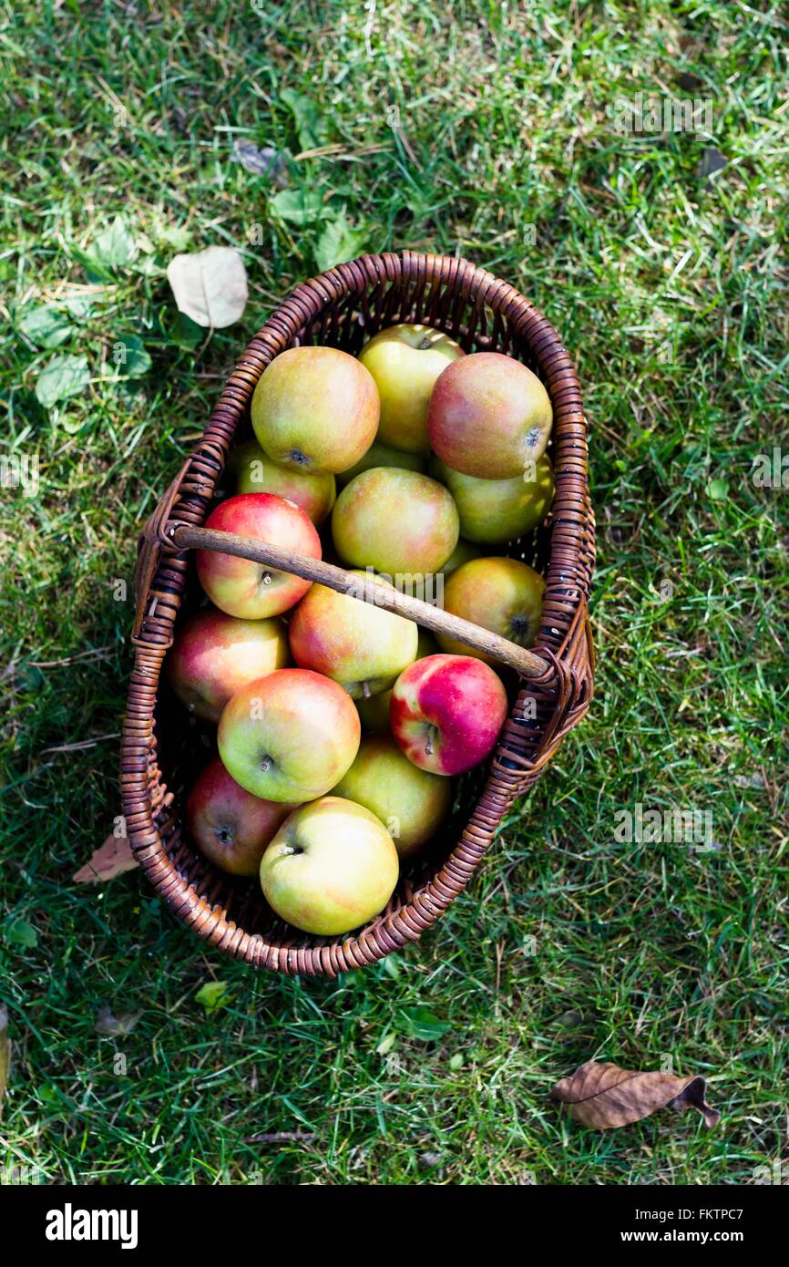 Les frais des pommes dans le panier, high angle Banque D'Images