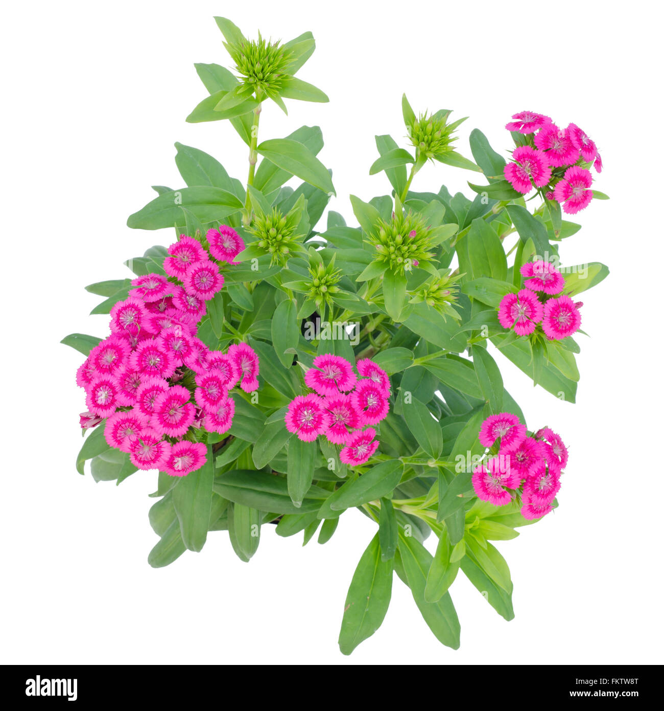 Dianthus barbatus Banque D'Images