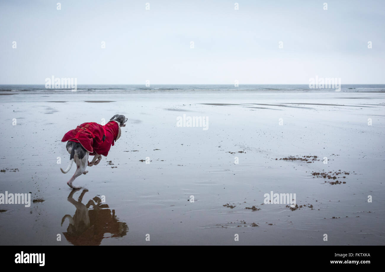 Whippet courir après ball sur plage. UK Banque D'Images